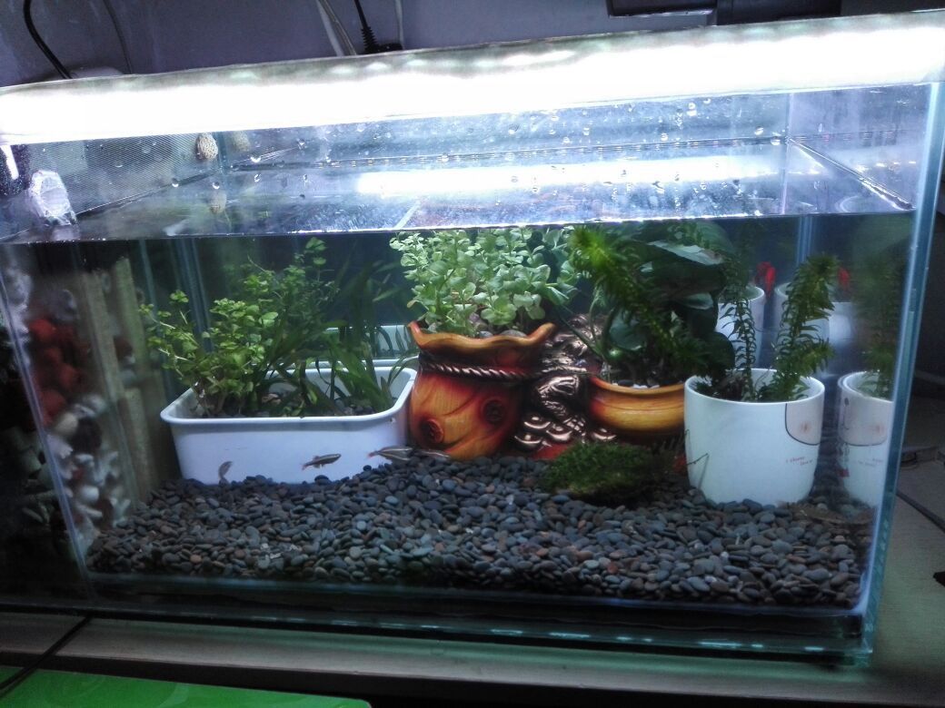 大型魚缸可以養烏龜嗎：大型魚缸養烏龜的注意事項