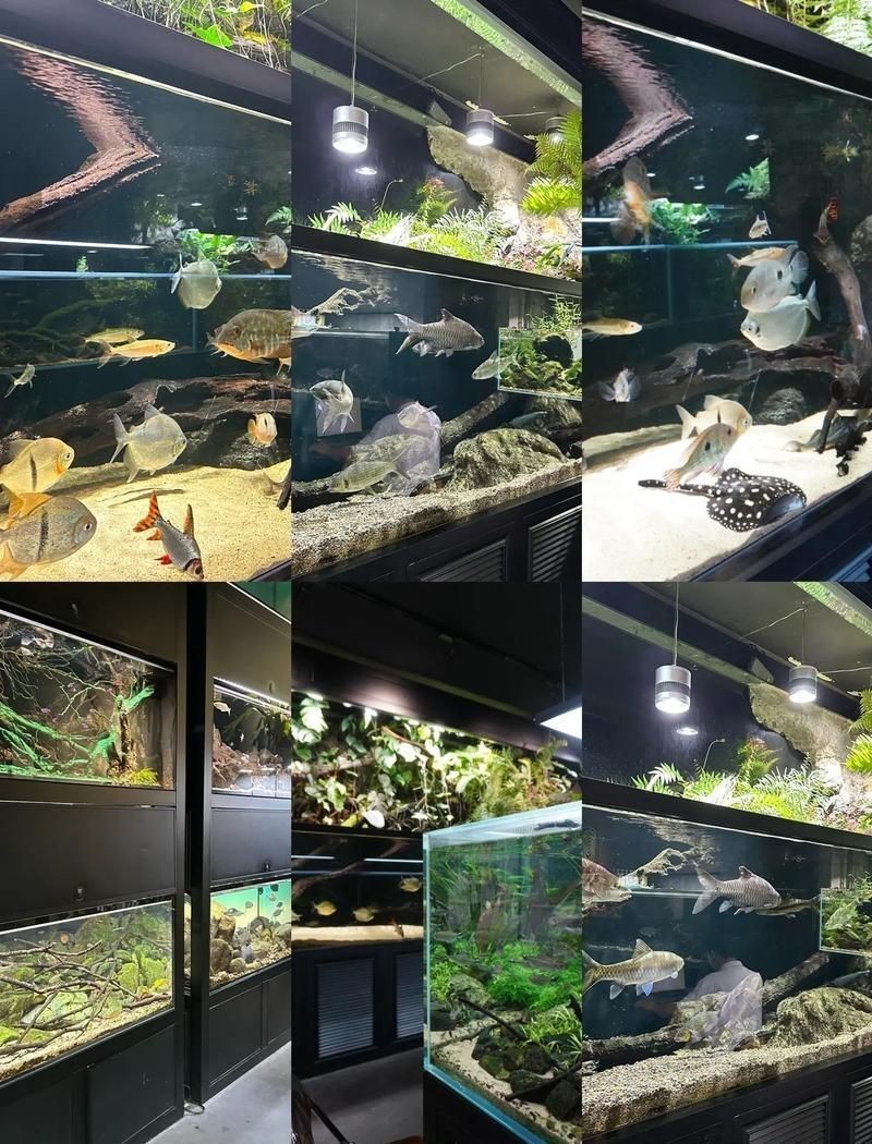 清遠魚缸店，清遠市清城區新城星洋生態魚缸店 清遠魚缸店，清遠市清城區新城星洋生態魚缸店 全國水族館企業名錄 第10張
