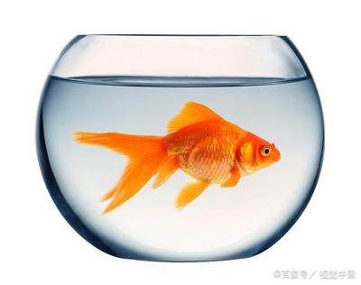 玻璃的魚缸有什么說法：關于玻璃魚缸的一些說法和用途 玻璃的魚缸有什么說法：關于玻璃魚缸的一些說法和用途 魚缸百科 第4張
