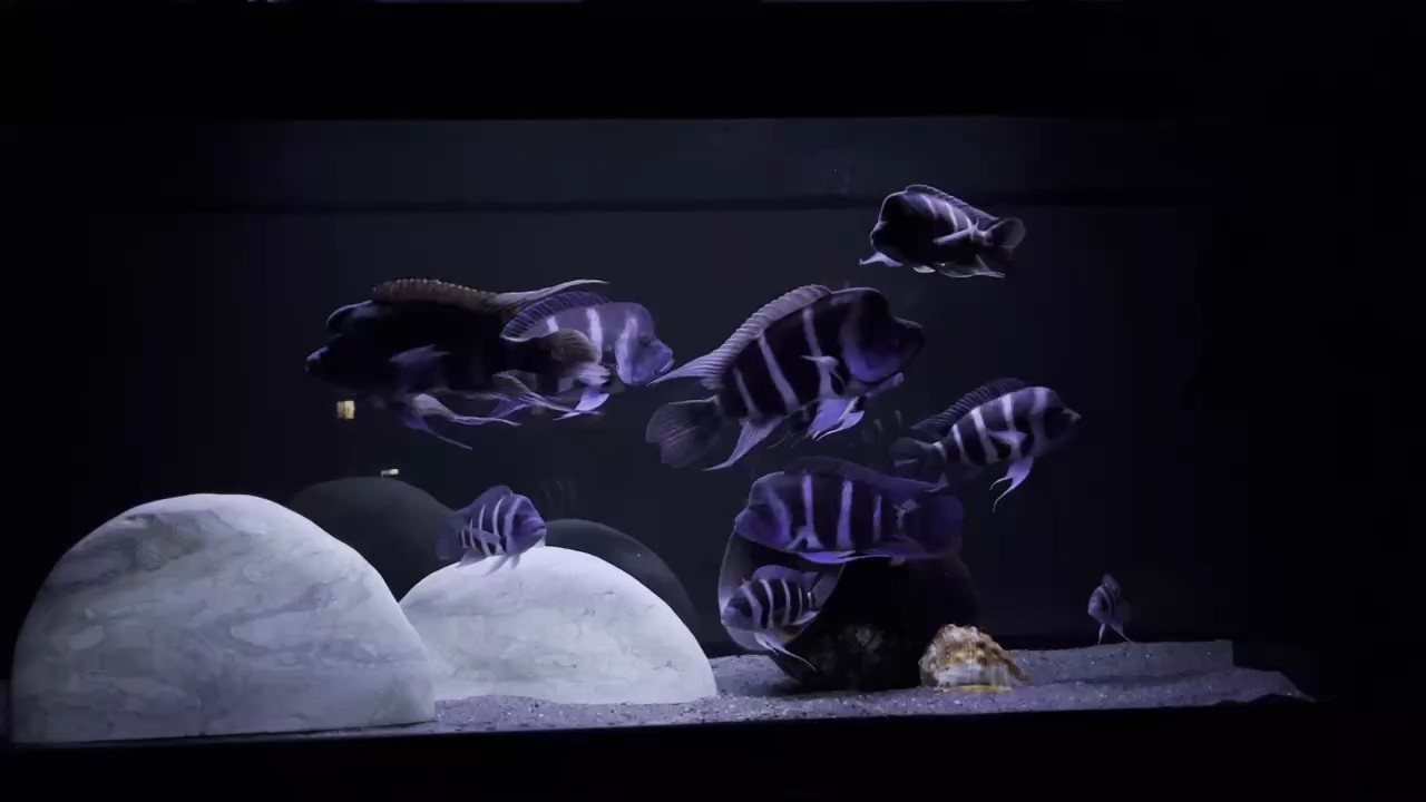 我的虎魚真菌感染了要怎么處理 好久沒拍魚了,記錄成長 龍魚論壇 好久沒拍魚了,記錄成長 好久沒拍魚了,記錄成長 龍魚論壇