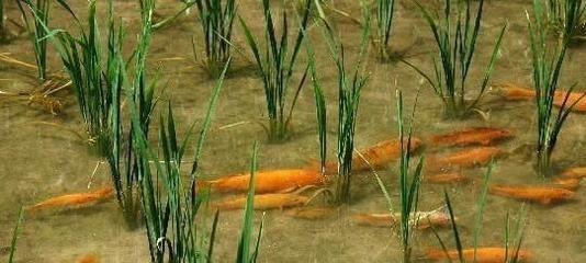 龍魚排紅色糞便：龍魚排紅色糞便是什么原因引起的？