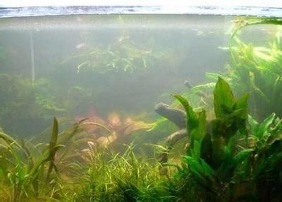 龍魚排紅色糞便：龍魚排紅色糞便是什么原因引起的？