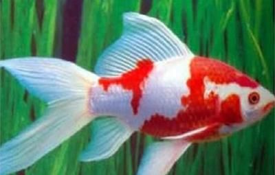 龍魚排紅色糞便：龍魚排紅色糞便是什么原因引起的？