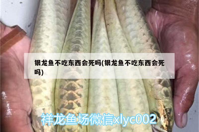 銀龍魚不吃東西會(huì)死嗎(銀龍魚不吃東西會(huì)死嗎)
