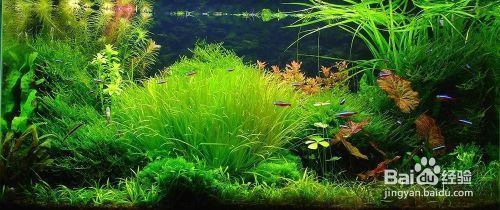 養殖紅龍魚（養殖紅龍魚可以和什么清潔魚一起養）