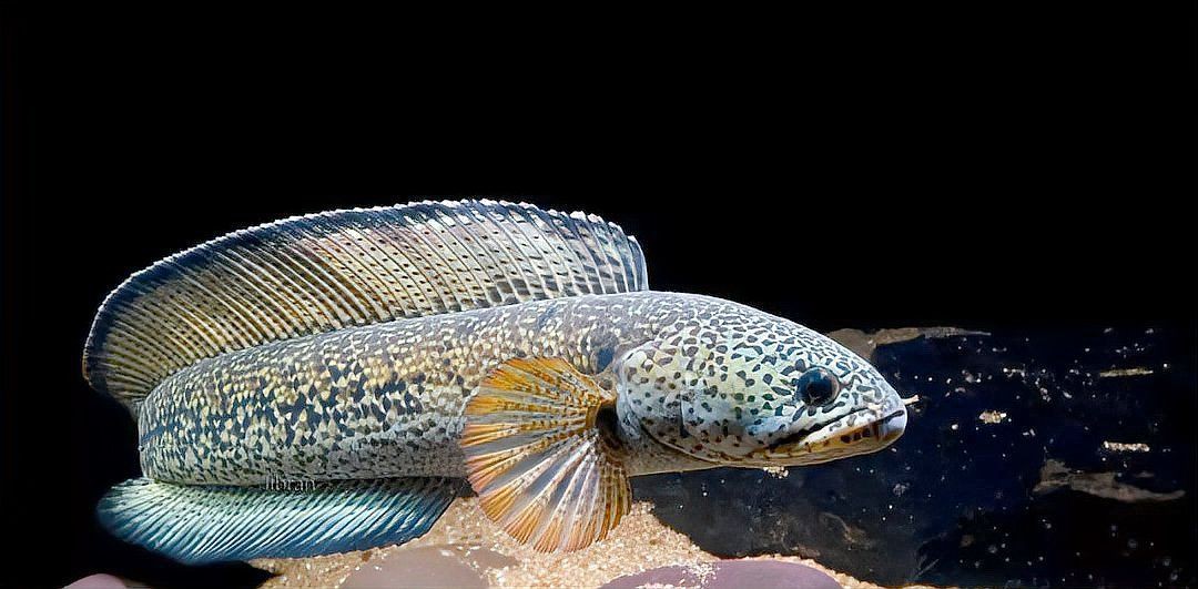 有哪些著名的龍魚攝影作品？【魚之樂,鏡頭下龍魚的泳姿真是霸氣十足】