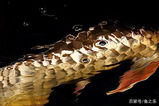 有哪些著名的龍魚攝影作品？【魚之樂,鏡頭下龍魚的泳姿真是霸氣十足】