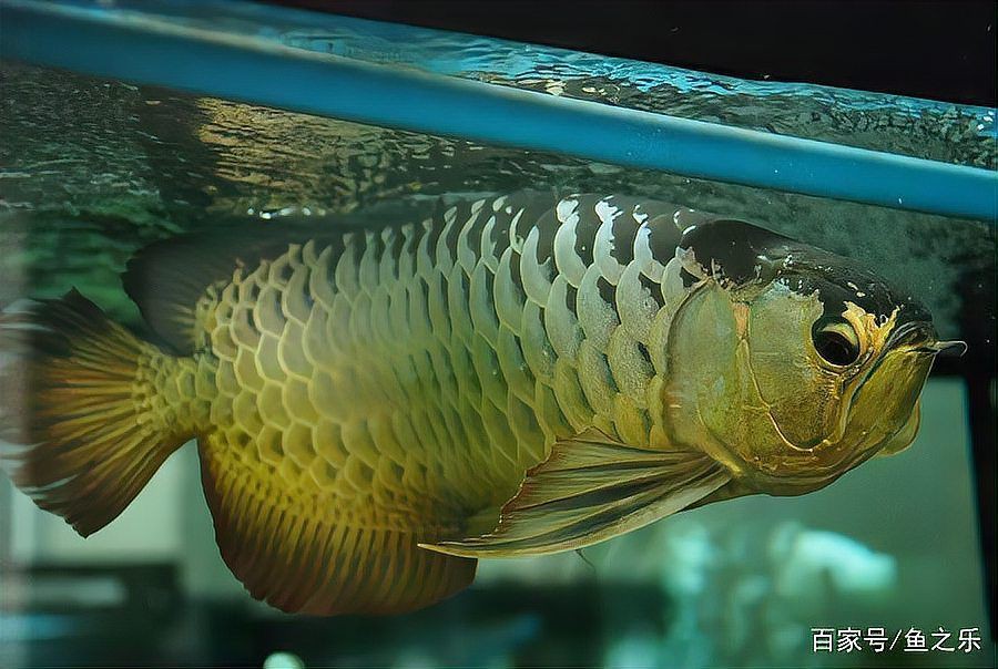 有哪些著名的龍魚攝影作品？【魚之樂,鏡頭下龍魚的泳姿真是霸氣十足】