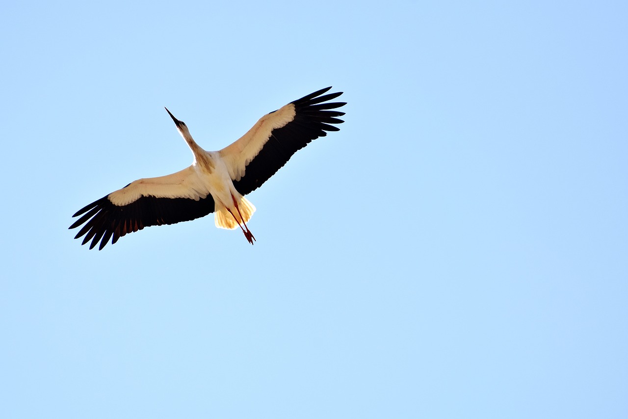 豬鼻龜可以和星點混養嗎？