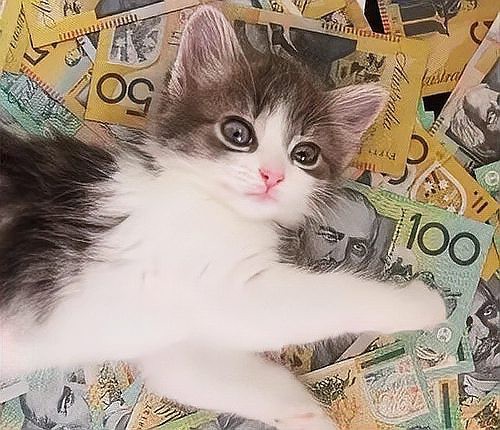 貓和魚一起養的風水，貓和魚一起養的風水信仰