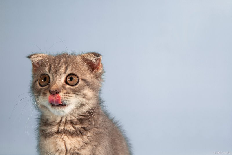 貓和魚一起養的風水，貓和魚一起養的風水信仰