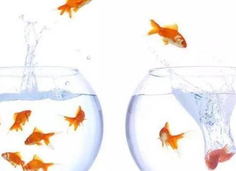 安慶市大橋開發區田園風情水族館（安慶市大橋開發區田園風情水族館電話）