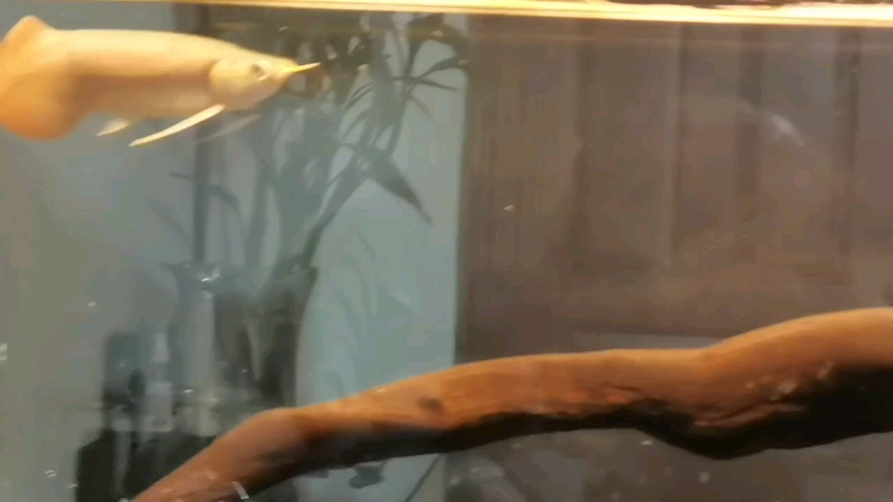 8 月初回來到現在，脾氣暴躁的你終于讓我好好拍一回視頻了