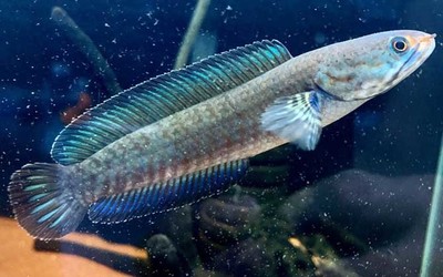 紅龍魚和豬鼻龜可以混養(yǎng)嗎，豬鼻龜能和什么魚混養(yǎng)嗎