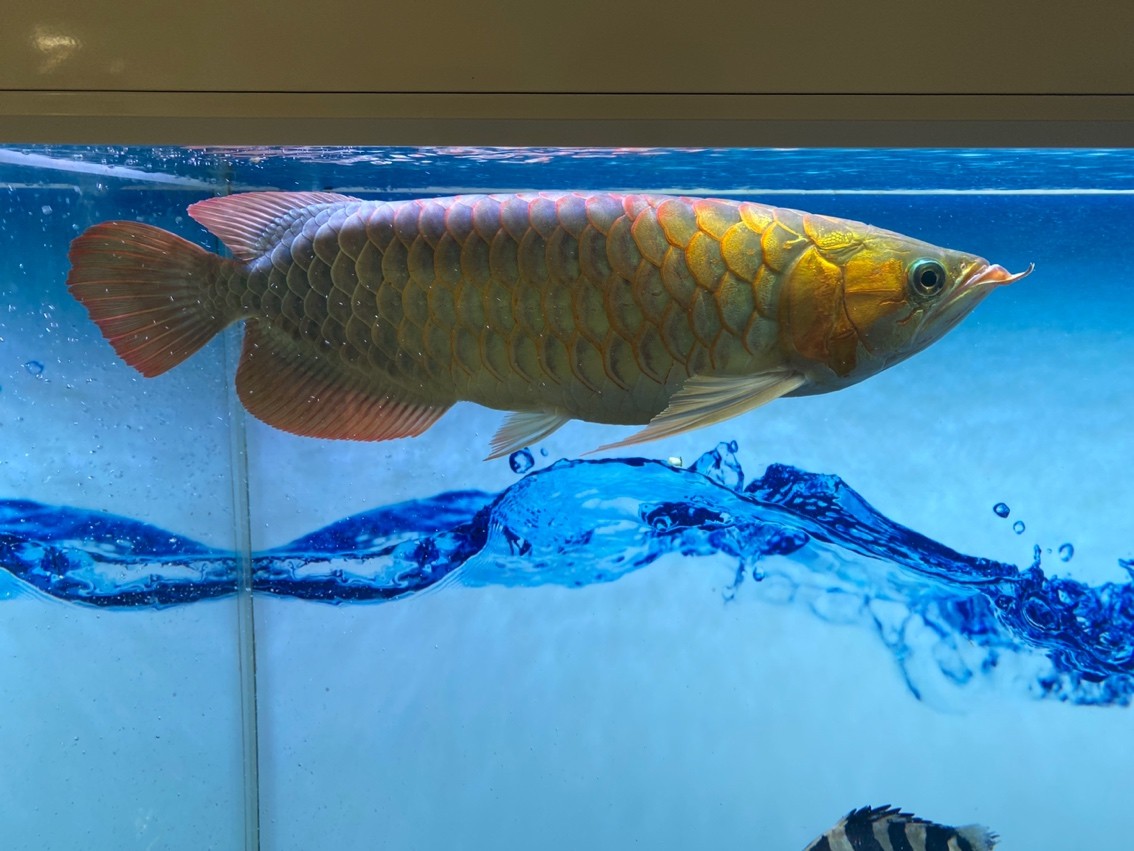 百因美 龍魚論壇 第2張 百因美 百因美 龍魚論壇 第2張