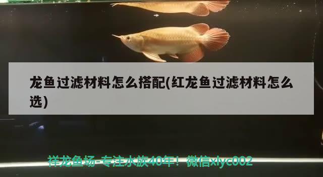 紅龍魚喂什么最容易發色快（紅龍魚喂什么最容易發色快呢）