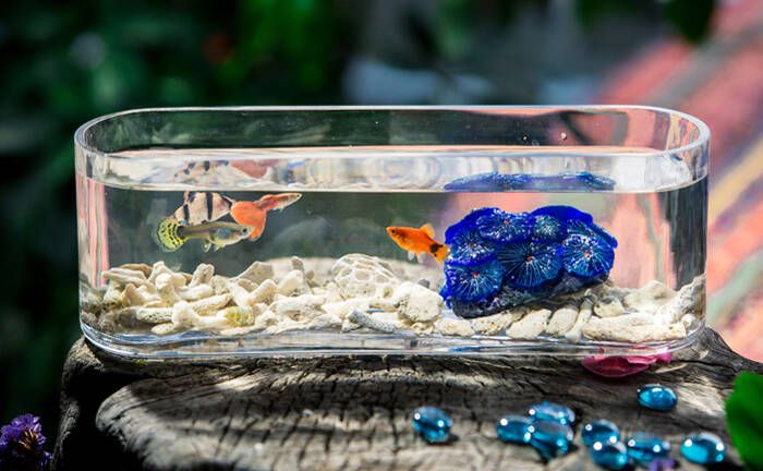 徹底清洗魚缸用什么水好：魚缸清洗的正確方法