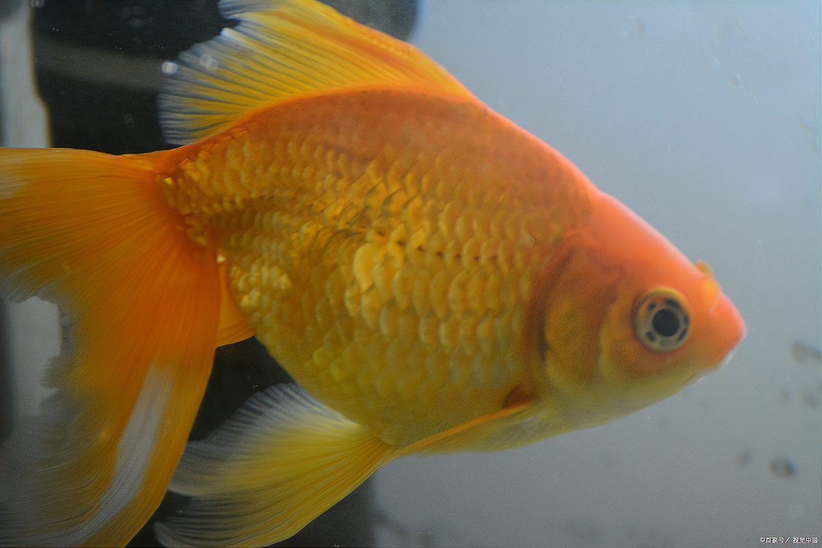 24k金頭過背金龍魚最忌三種食物，24k金頭過背金龍魚最忌三種食物飼養需特別注意