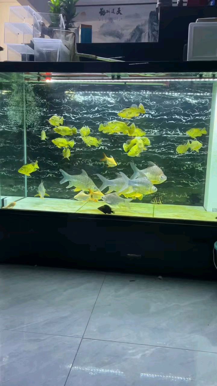 短身巴西亞魚哪個品種好，養(yǎng)巴西亞魚注意事項(xiàng)巴西亞魚怎么養(yǎng)