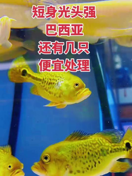 短身巴西亞魚哪個品種好，養(yǎng)巴西亞魚注意事項(xiàng)巴西亞魚怎么養(yǎng)