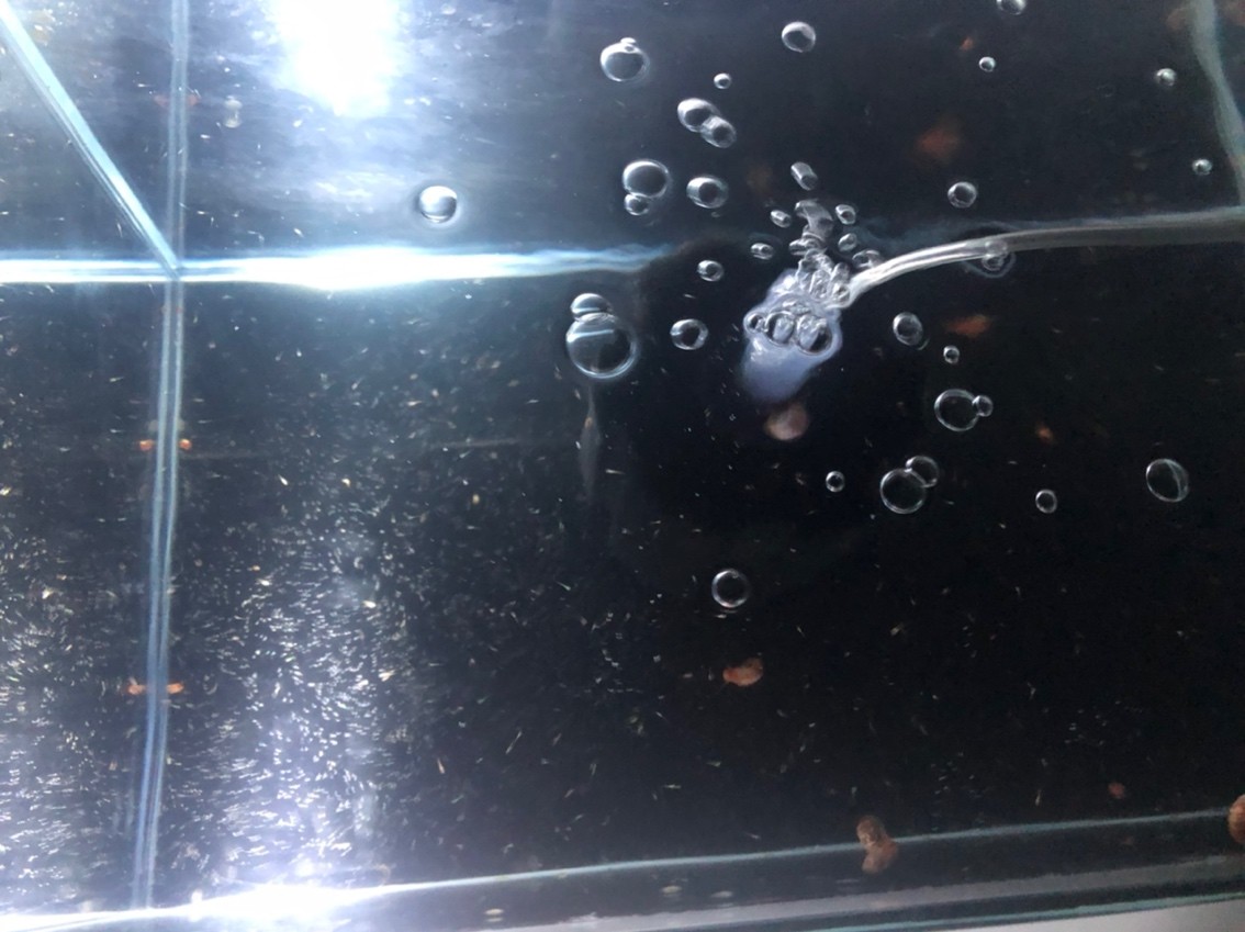 苗子越來越多，有聲書:《苗子越來越多》