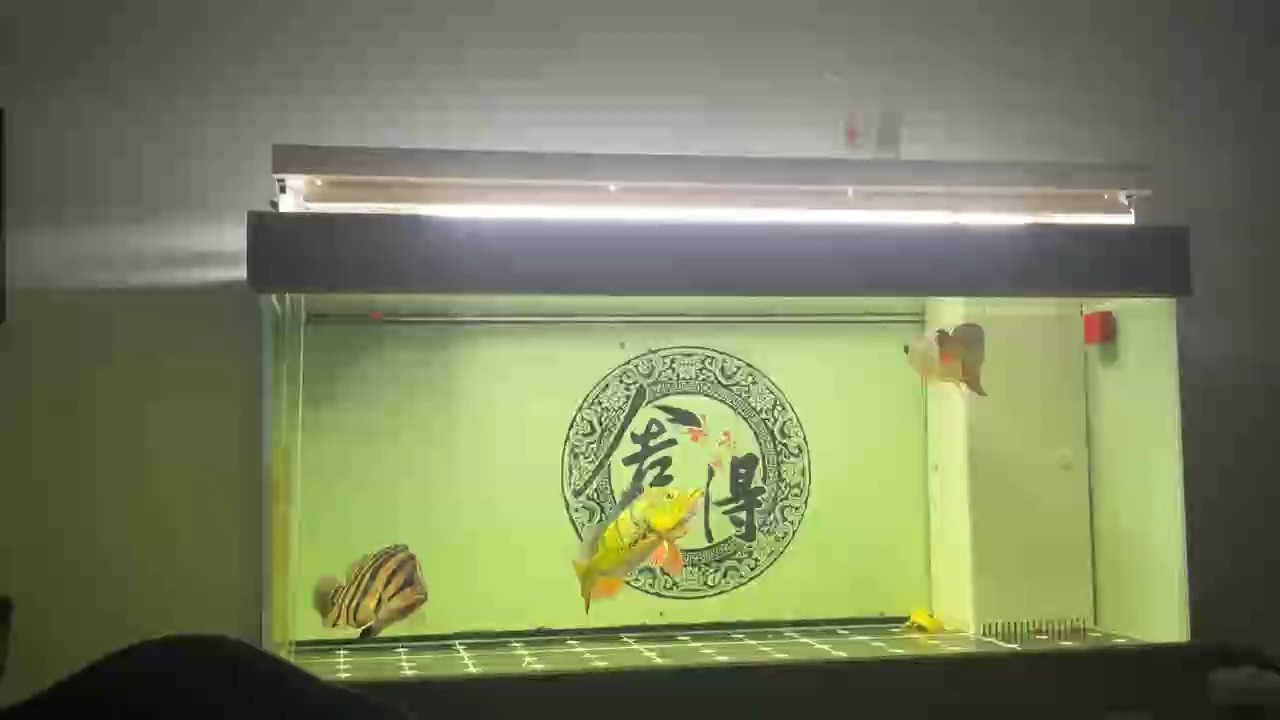 我的虎魚真菌感染了要怎么處理 龍虎,“龍虎”是一段關(guān)于“龍虎”的300-400字摘要: 龍魚論壇 龍虎,“龍虎”是一段關(guān)于“龍虎”的300-400字摘要: 龍虎,“龍虎”是一段關(guān)于“龍虎”的300-400字摘要: 龍魚論壇