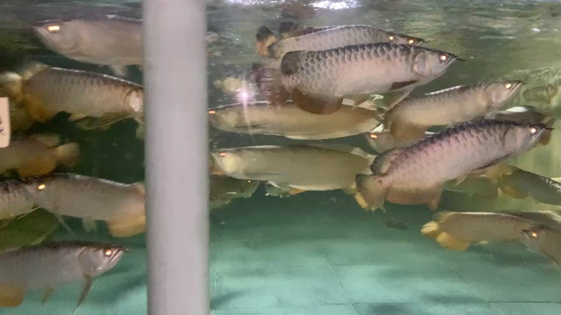 鸚鵡魚和銀龍魚混養怎樣喂食 更新,_阿銀評論:這養的不錯啊 龍魚論壇 更新,_阿銀評論:這養的不錯啊 更新,_阿銀評論:這養的不錯啊 龍魚論壇