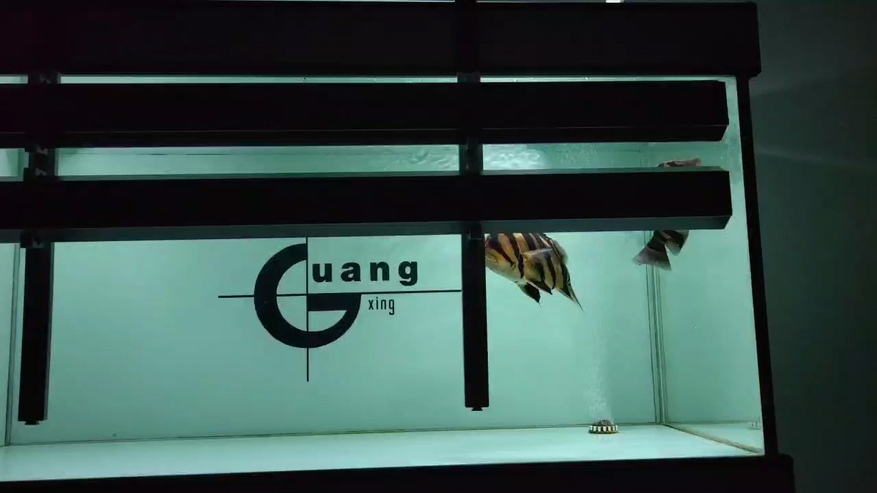 小虎，《小虎》清夜如故評(píng)論：沙發(fā)~蒙飛鴻評(píng)論非常漂亮, 小虎，《小虎》清夜如故評(píng)論：沙發(fā)~蒙飛鴻評(píng)論非常漂亮, 龍魚(yú)論壇