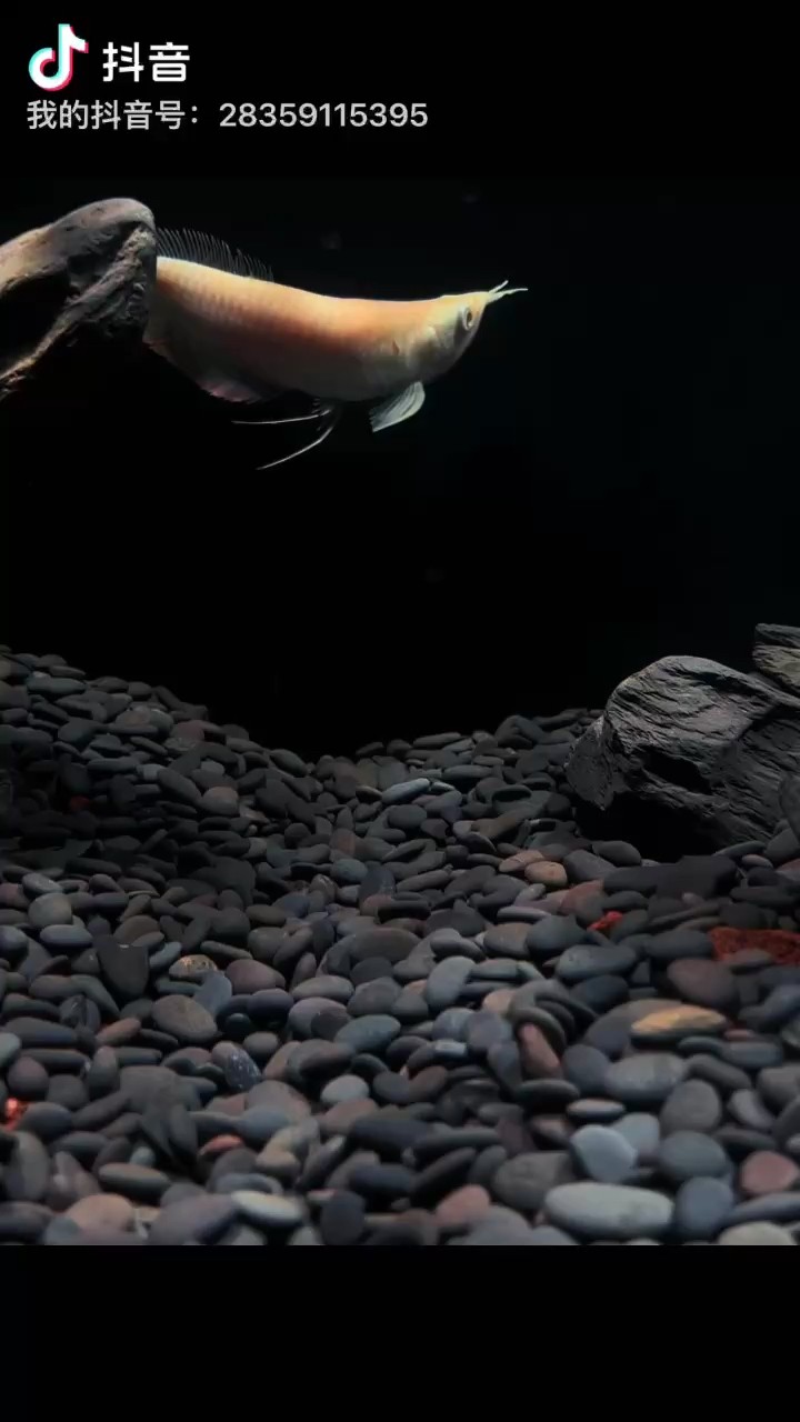 給大魚缸換水的作文:體驗給大魚缸換水的樂趣:體驗給大魚缸換水:給大魚缸換水的作文 今天這條視頻還不錯,《今天這條視頻還不錯》 龍魚論壇 今天這條視頻還不錯,《今天這條視頻還不錯》 今天這條視頻還不錯,《今天這條視頻還不錯》 龍魚論壇