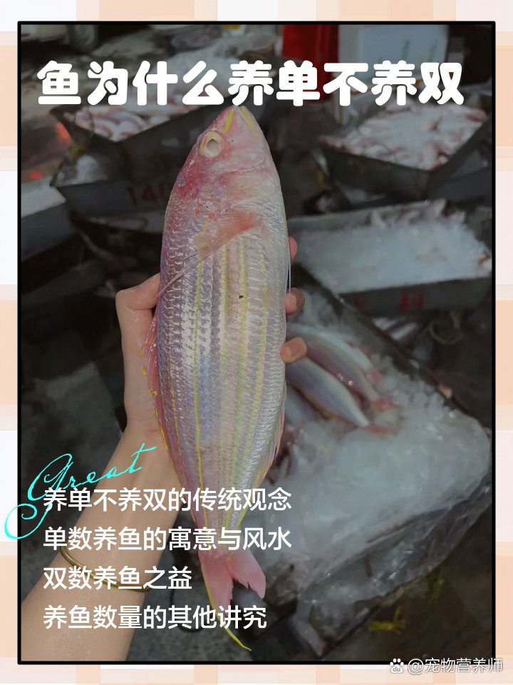 養魚養單還是雙 風水，\