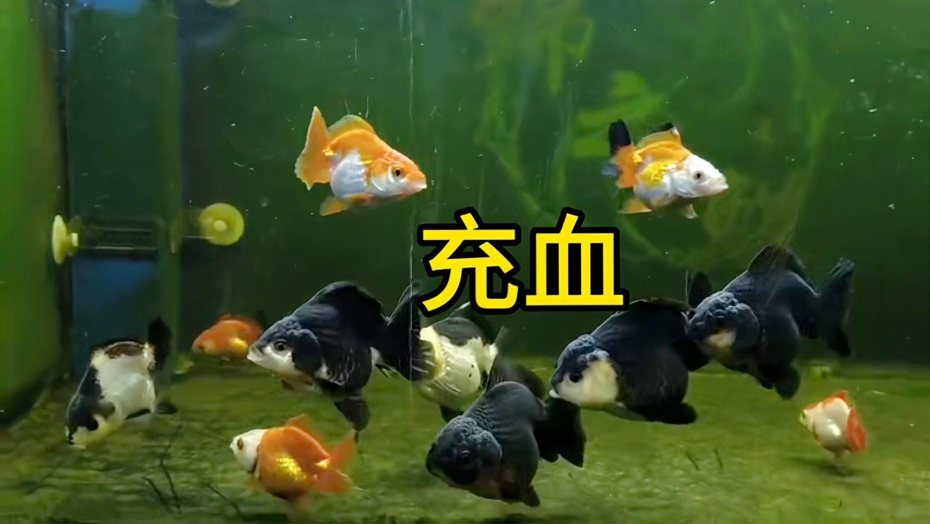 如何預(yù)防和治療魚充血？，《如何預(yù)防和治療魚充血》