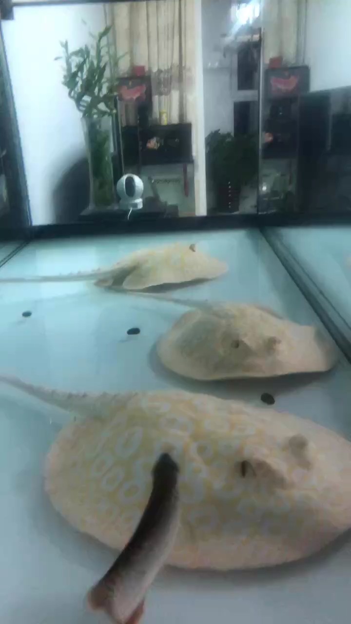 剛喂魚(yú)，“剛喂魚(yú)”這一日常場(chǎng)景展開(kāi)，敘述者細(xì)致描繪了給魚(yú)兒投食的過(guò)程