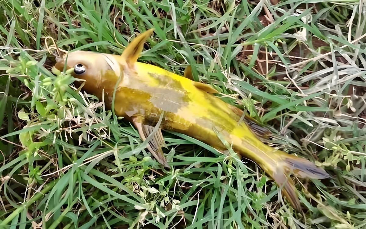 撈魚小妙招10個【10種實用且高效的撈魚方法】