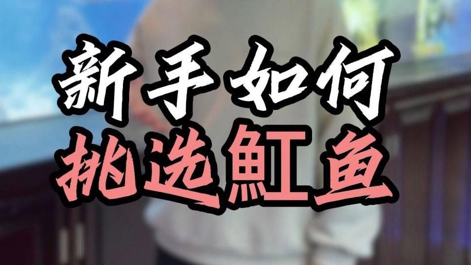 夢魟魚最建議購買的三個顏色，新手挑選夢魟魚一定要知道這些，越養越喜歡！