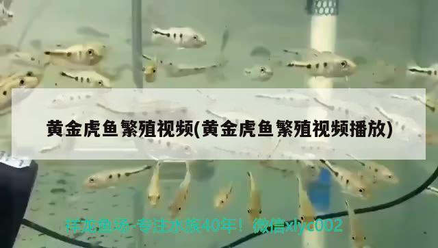 黃金虎魚繁殖視頻(黃金虎魚繁殖視頻播放)