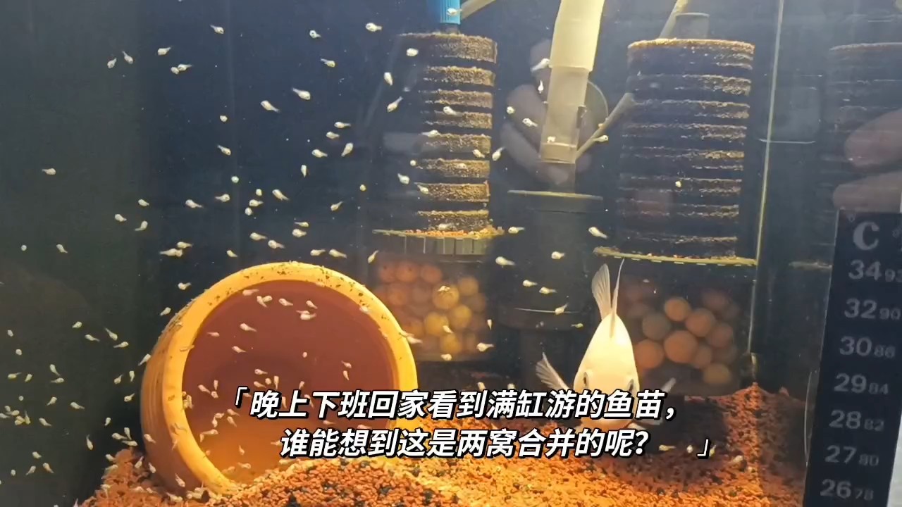 魚苗起飛第二天，《魚苗起飛第二天》