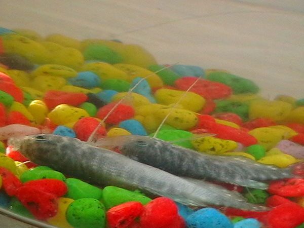 龍魚浮在水面不動(dòng)怎么回事：龍魚浮在水面不動(dòng)可能是由于水質(zhì)問題、飲食問題引起的