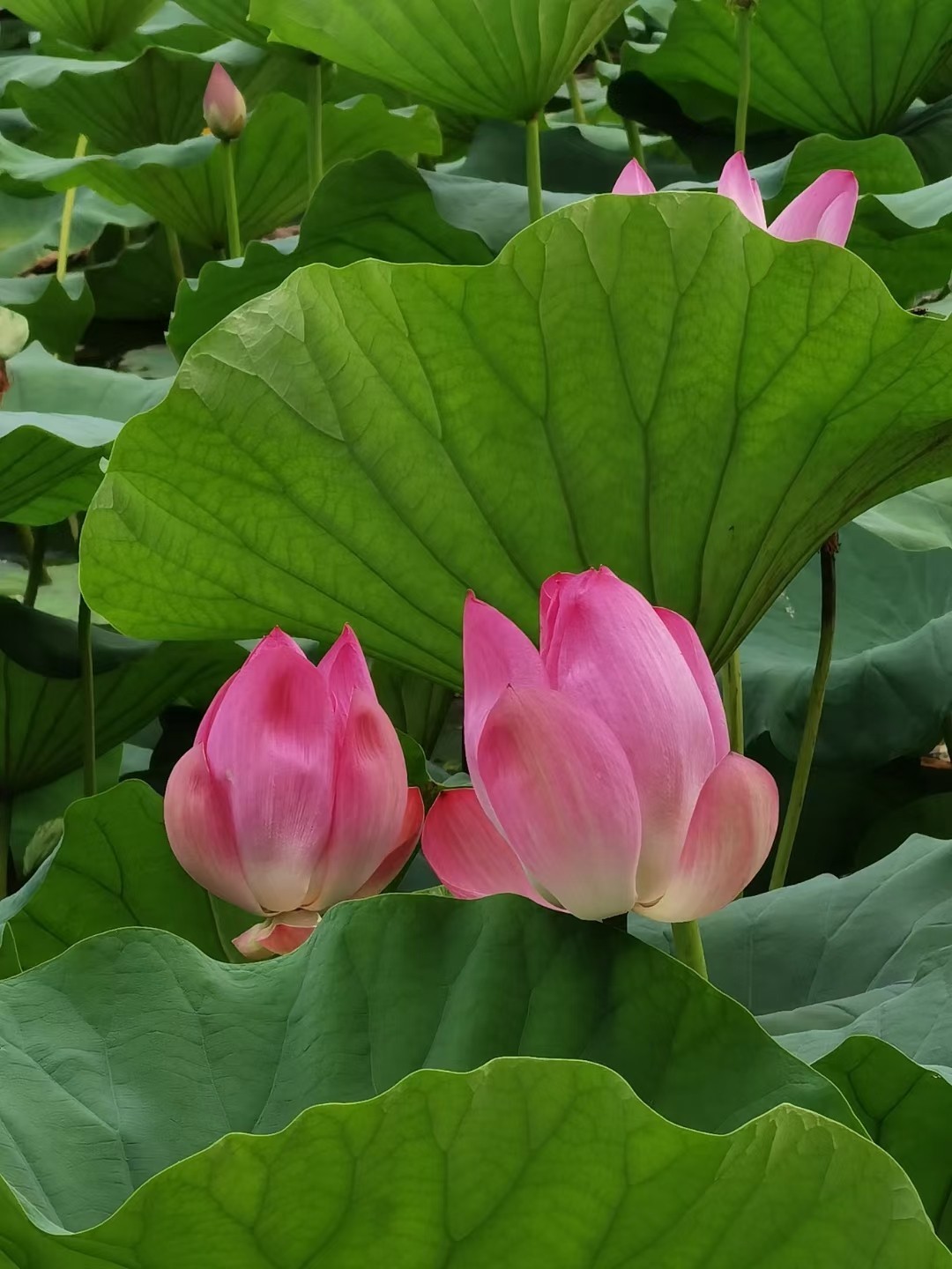 <strong><mark>荷塘</mark></strong>秋色，<strong><mark>荷塘</mark></strong>秋色-劉迅油畫作品欣賞