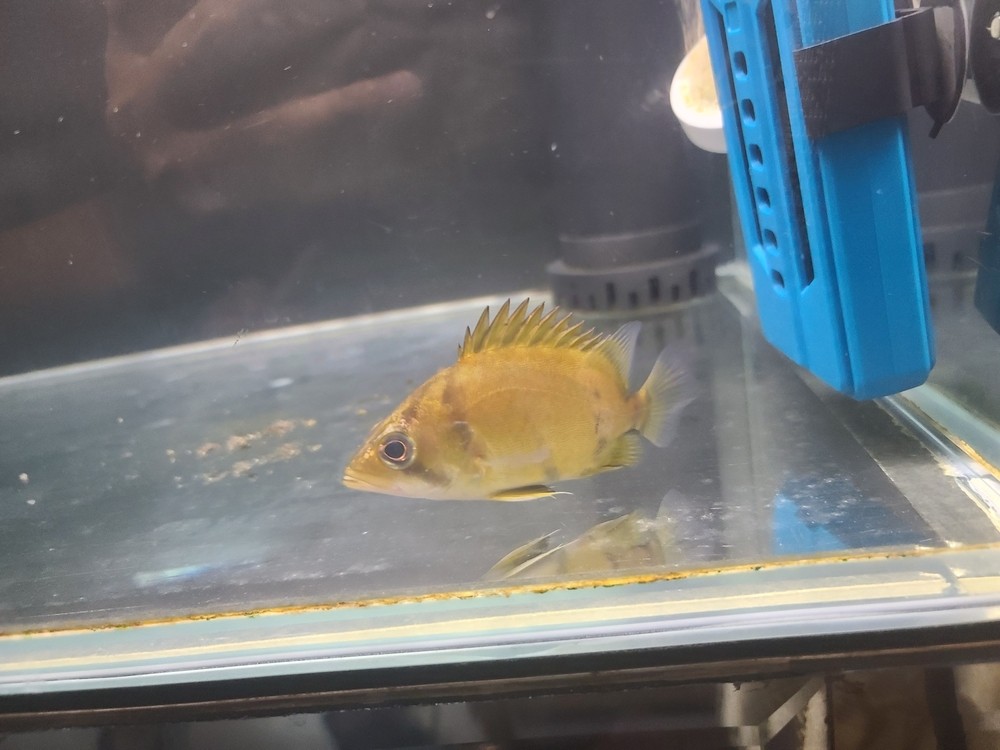 記錄成長。。。 龍魚論壇 第2張 記錄成長。。。 記錄成長。。。 龍魚論壇 第2張