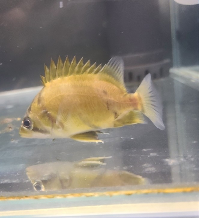 記錄成長。。。 龍魚論壇 第1張 記錄成長。。。 記錄成長。。。 龍魚論壇 第1張