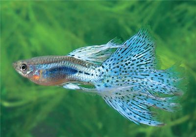 大魚缸適合養鳳尾魚嗎