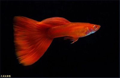 大魚缸適合養鳳尾魚嗎