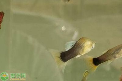 大魚缸適合養鳳尾魚嗎