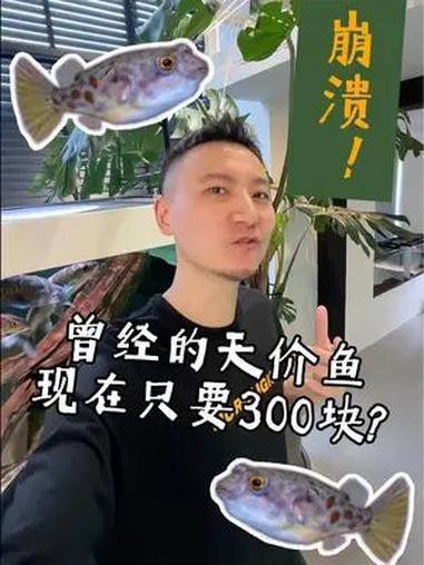 世界上最貴的狗頭魚多少錢，世界上最貴的狗頭魚價值探究狗頭魚的價值探究 世界上最貴的狗頭魚多少錢，世界上最貴的狗頭魚價值探究狗頭魚的價值探究 龍魚論壇 第2張
