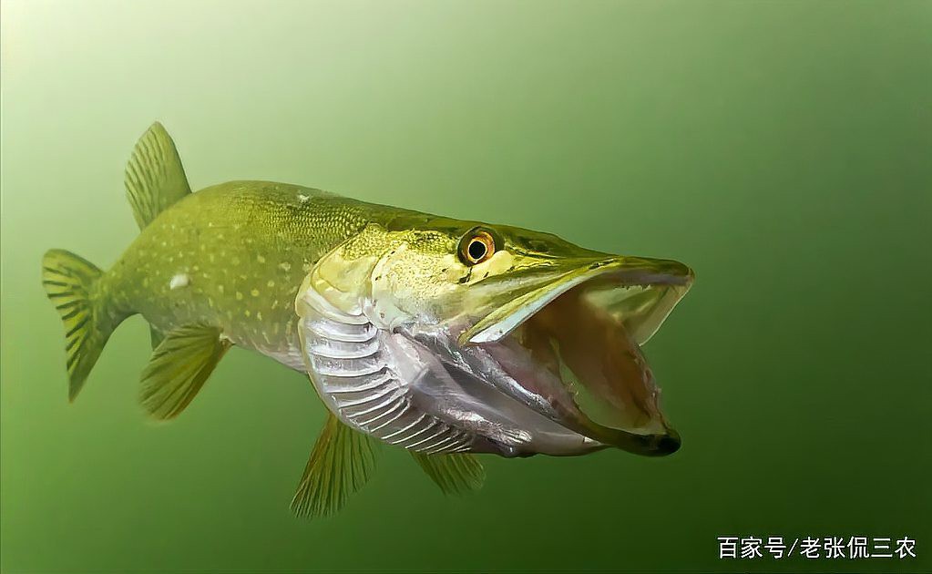 世界上最貴的狗頭魚多少錢，世界上最貴的狗頭魚價值探究狗頭魚的價值探究 世界上最貴的狗頭魚多少錢，世界上最貴的狗頭魚價值探究狗頭魚的價值探究 龍魚論壇 第1張