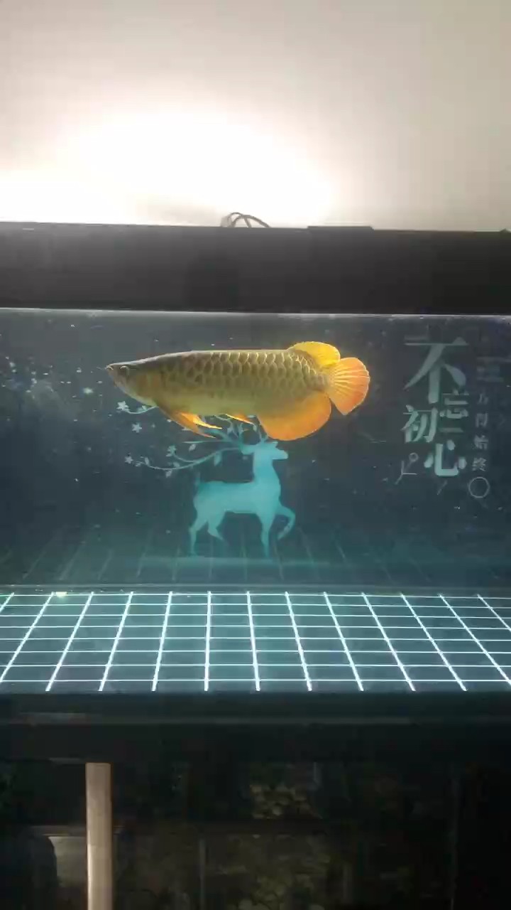 狀態如何，“狀態如何”這一提問聚焦于對某一主體當下狀況的關切與探尋