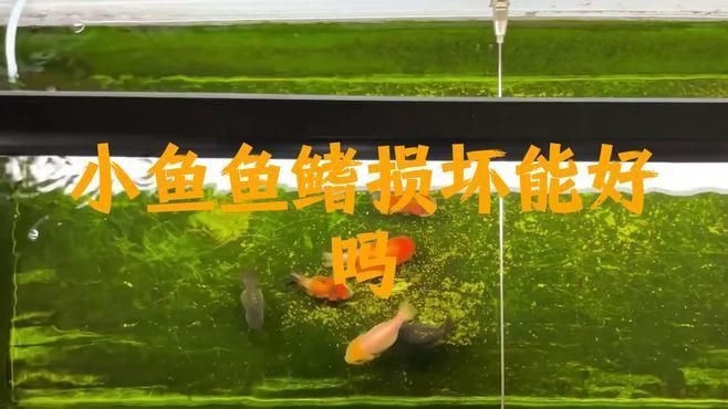 爛鰭爛尾的恢復期是多久？【智能模式回答完成調用工具：百度健康魚類爛鰭爛尾的恢復期】 爛鰭爛尾的恢復期是多久？【智能模式回答完成調用工具：百度健康魚類爛鰭爛尾的恢復期】 龍魚百科 第1張