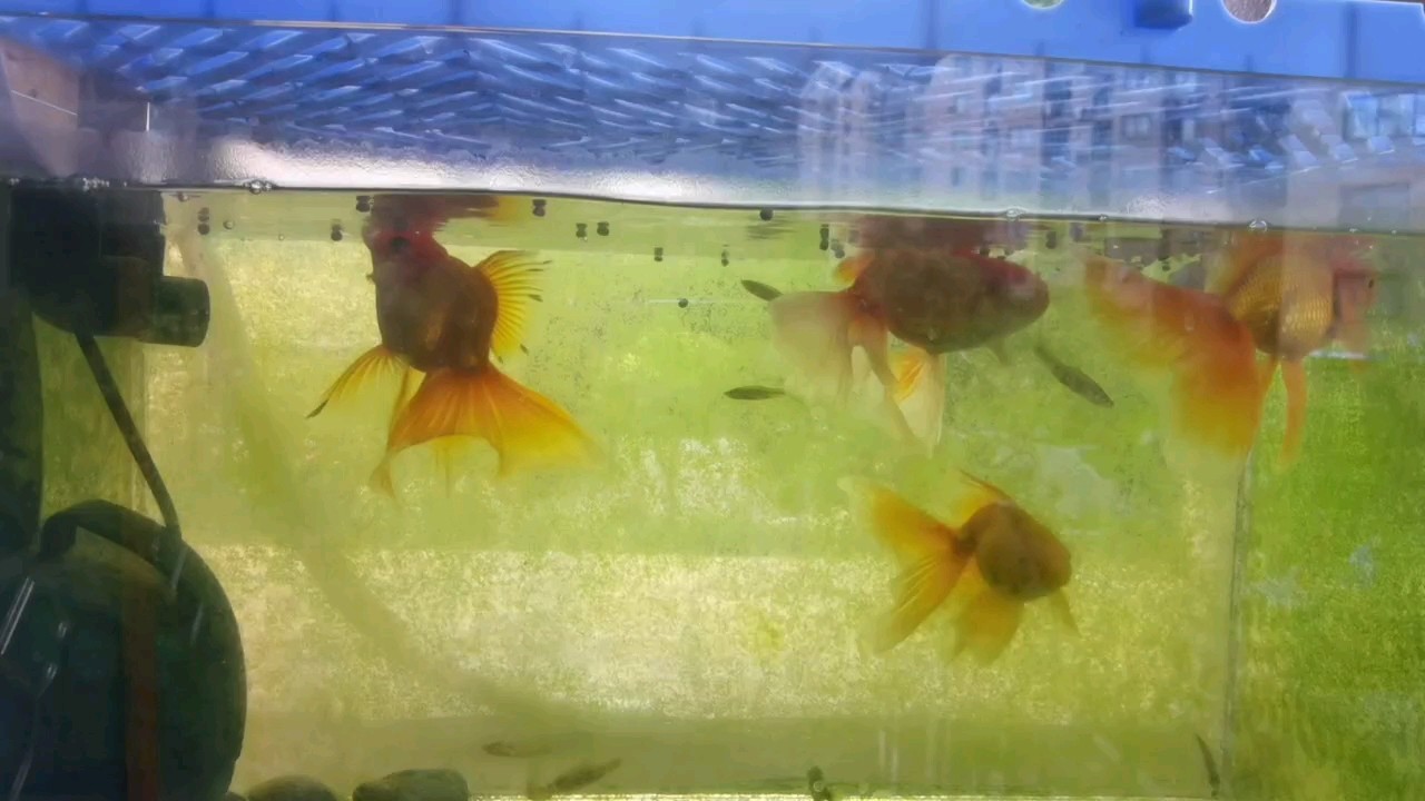 泰師不太大，《泰師不太大》