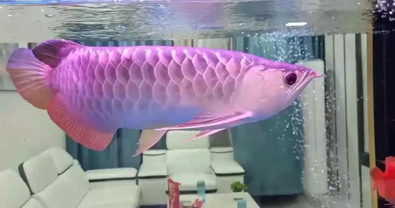 1.5米魚缸可以養(yǎng)幾條龍，1.5米魚缸養(yǎng)幾條龍 1.5米魚缸可以養(yǎng)幾條龍，1.5米魚缸養(yǎng)幾條龍 龍魚論壇 第3張