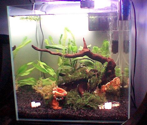 如何快速建立魚缸硝化系統：快速建立魚缸硝化系統的方法